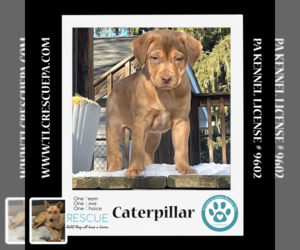 Labrador Retriever-Unknown Mix Dogs for adoption in Kimberton, PA, USA