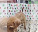 Small Photo #34 Phu Quoc (Vietnam Island) Ridgeback Puppy For Sale in HELOTES, TX, USA