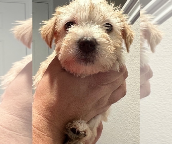 Medium Photo #1 Schnauzer (Miniature) Puppy For Sale in CONROE, TX, USA