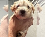 Small Photo #1 Schnauzer (Miniature) Puppy For Sale in CONROE, TX, USA