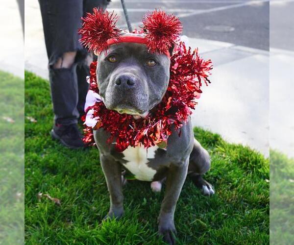 Medium Photo #2 Mutt Puppy For Sale in Modesto, CA, USA