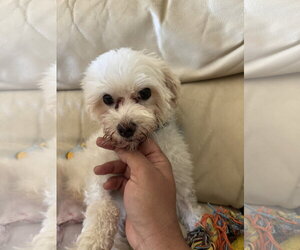 Petey - Male Maltese Dog for Adoption - Photo #3