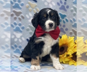 Bernedoodle (Miniature) Puppy for sale in LANCASTER, PA, USA
