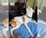 Small #13 American Staffordshire Terrier