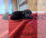 Small Photo #1 Labrador Retriever Puppy For Sale in SABETHA, KS, USA