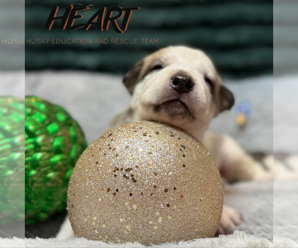 Medium Photo #4 Siberian Husky-Unknown Mix Puppy For Sale in Severn, MD, USA