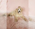 Small Photo #18 Poodle (Standard) Puppy For Sale in TAMPA, FL, USA