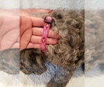 Small Photo #31 Goldendoodle-Sheepadoodle Mix Puppy For Sale in ROCHESTER, NY, USA