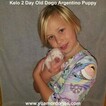 Small Photo #2 Dogo Argentino Puppy For Sale in PINEVILLE, MO, USA