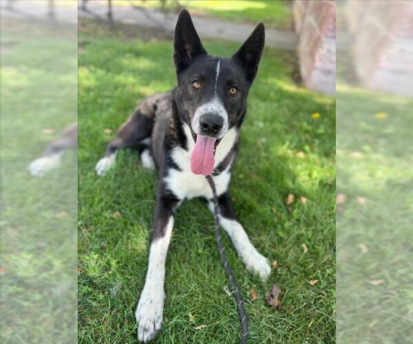 Medium Photo #3 Akita-Unknown Mix Puppy For Sale in Woodland, CA, USA