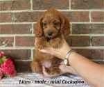 Small #3 Cockapoo (Miniature)