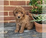 Image preview for Ad Listing. Nickname: Snickers