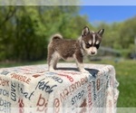 Small #1 Pomsky