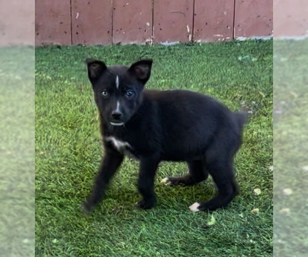 Medium Photo #4 Border Collie-Boxer Mix Puppy For Sale in San Diego , CA, USA
