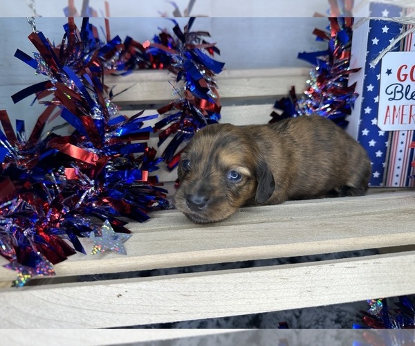 Medium Photo #1 Dachshund Puppy For Sale in LANE, OK, USA