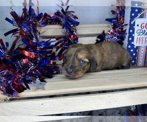 Dachshund Puppy for sale in LANE, OK, USA