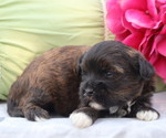 Small #2 ShihPoo