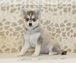 Pomsky Puppy for sale in DENVER, PA, USA