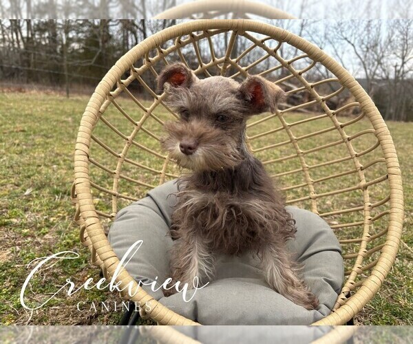 Medium Photo #5 Schnauzer (Miniature) Puppy For Sale in NIANGUA, MO, USA
