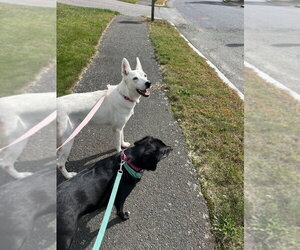 Carmen San Diego - Female Border Collie-Unknown Mix Dog for Adoption - Photo #4