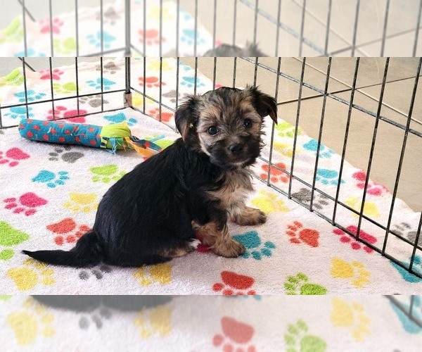 Medium Photo #3 Morkie Puppy For Sale in ORO VALLEY, AZ, USA