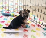 Small #2 Morkie