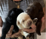 Small Photo #1 Labrador Retriever Puppy For Sale in FORT MC COY, FL, USA