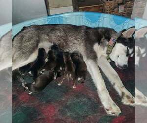 Mother of the Goberian puppies born on 06/11/2020