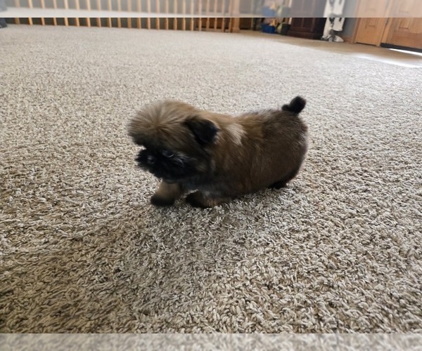 Medium Photo #8 Shih Tzu Puppy For Sale in CARLYLE, IL, USA