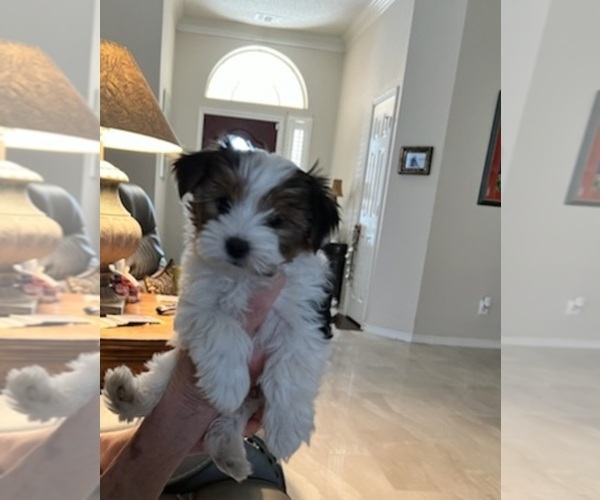 Medium Photo #11 Yorkshire Terrier Puppy For Sale in FT WORTH, TX, USA