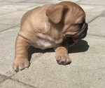 Small #25 French Bulldog