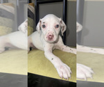 Small #7 Dalmatian