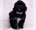 Small #2 Cavapoo (Miniature)