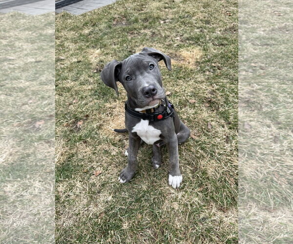 Medium Photo #1 Mutt Puppy For Sale in Shelburne, VT, USA