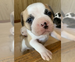 Puppyfinder Com American Bulldog Puppies Puppies For Sale Near Me In South Carolina Usa Page 1 Displays 10