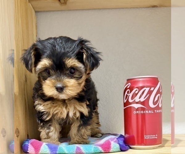 Medium Photo #12 Morkie Puppy For Sale in CASSVILLE, MO, USA