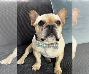 French Bulldog Dogs for adoption in St. Louis Park, MN, USA
