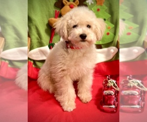 Poodle (Toy) Puppy for Sale in COCHRANTON, Pennsylvania USA