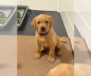 Labrador Retriever Puppy for sale in CARY, NC, USA