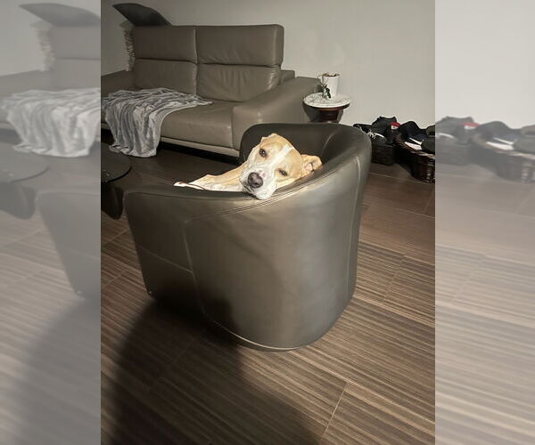 Medium Photo #3 American Pit Bull Terrier-Siberian Husky Mix Puppy For Sale in Huntington Beach, CA, USA