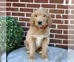Goldendoodle Puppy for sale in GAP, PA, USA