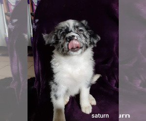 Australian Shepherd Puppy for sale in NORTH BEND, OR, USA