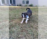 Small #1 American Pit Bull Terrier-American Staffordshire Terrier Mix
