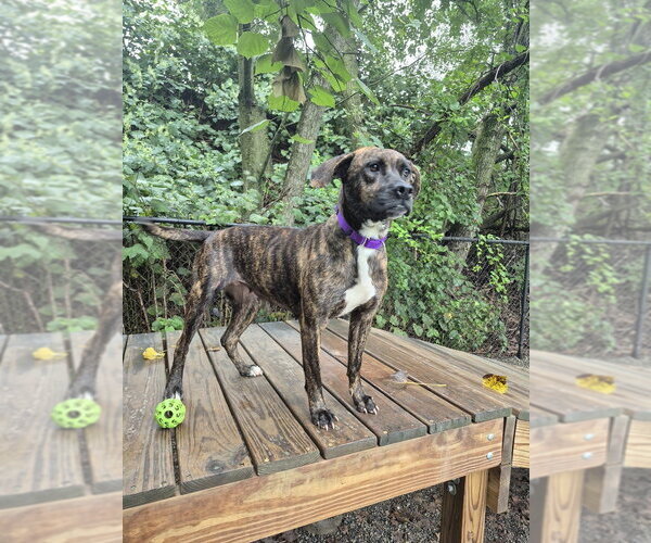 Medium Photo #1 Mutt Puppy For Sale in Elmsford, NY, USA