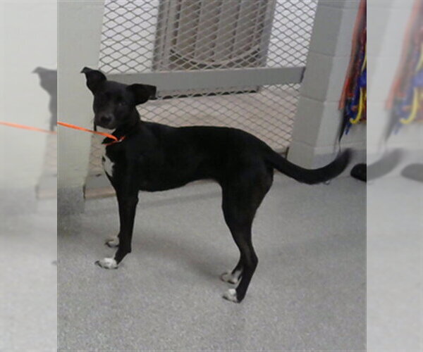 Medium Photo #1 Labrador Retriever-Unknown Mix Puppy For Sale in Pasadena, TX, USA
