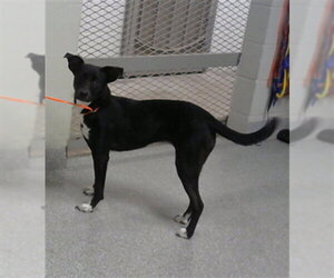 Labrador Retriever-Unknown Mix Dogs for adoption in Pasadena, TX, USA