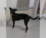 A188874 - Female Labrador Retriever-Unknown Mix Dog for Adoption - Small photo