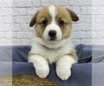 Small Photo #4 Pembroke Welsh Corgi Puppy For Sale in ELLINGTON, CT, USA