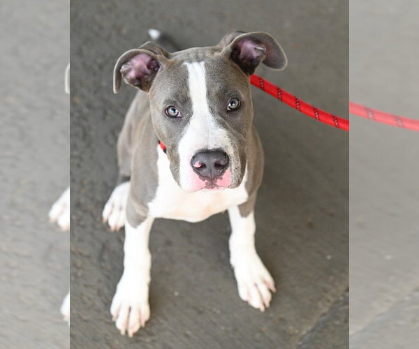Medium Photo #1 Mutt Puppy For Sale in Glen Allen, VA, USA