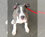 Small Mutt